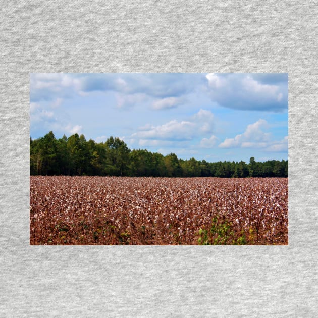 Field Of Cotton Balls by Cynthia48